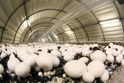 کارگاه تولید و پرورش قارچ در روستای بزنج فعال می شود