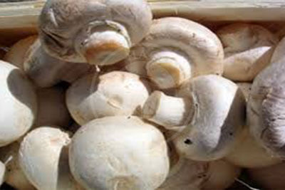 تولید روزانه 500 تن قارچ در کشور