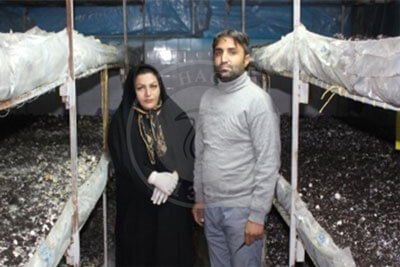 زوج جوان با راه اندازی پرورش قارچ کارآفرین شدند