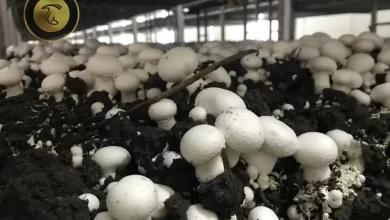 تولید قارچ در استان زنجان