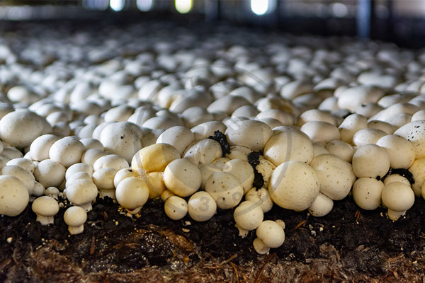 مراحل پرورش قارچ خوراکی از 0 تا 100