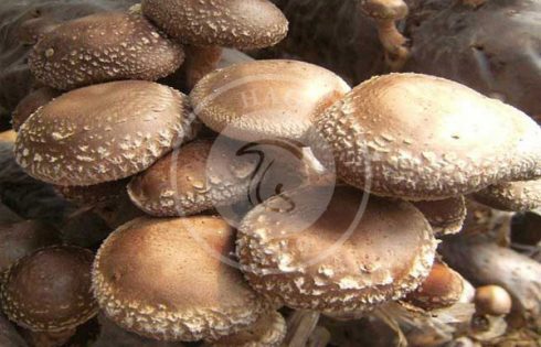 قارچ چیست؟ |10 مشخصه شگفت انگیز این موجودات عجیب