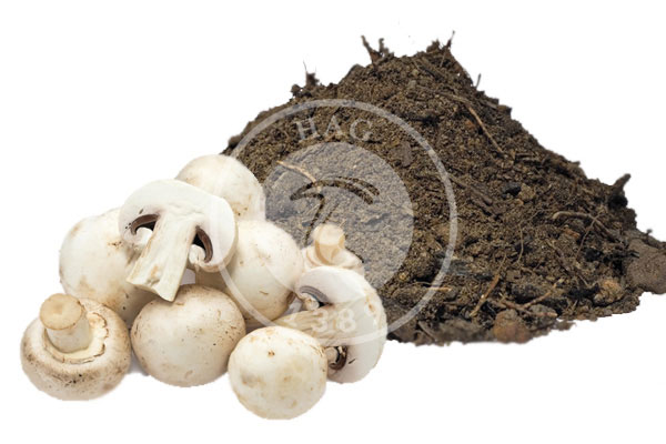 مراحل پرورش قارچ خوراکی از 0 تا 100