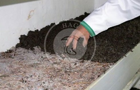 مراحل پرورش قارچ خوراکی از 0 تا 100, هاگ