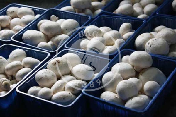 مراحل پرورش قارچ خوراکی از 0 تا 100برای تازه کارها
