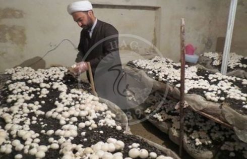 مراحل پرورش قارچ خوراکی از 0 تا 100, هاگ