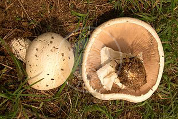 قارچ آگاریکوس ماکرواسپوروس