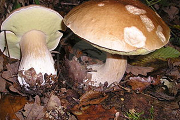 قارچ بولتوس ادولیس