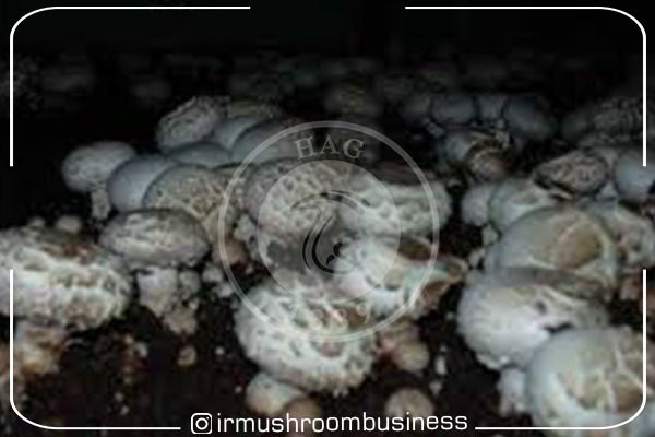 نکات تکمیلی پرورش قارچ دکمه‌ای