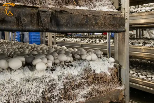 آموزش صفر تا صد پرورش قارچ خوراکی دکمه‌ای