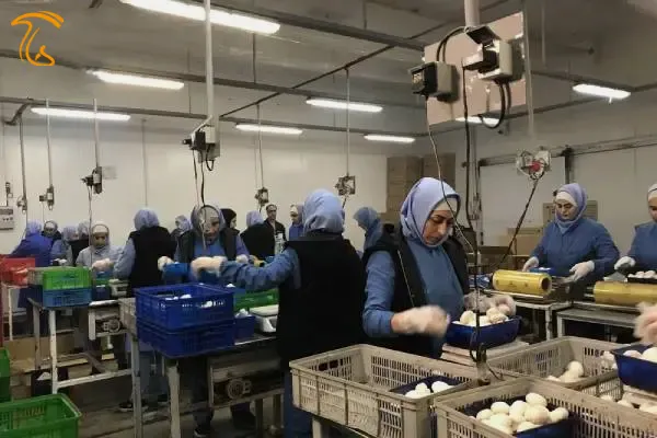 مراحل پرورش قارچ دکمهای - بستهبندی قارچ