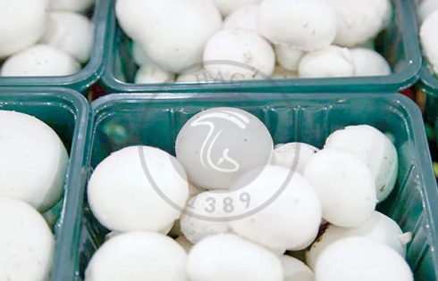 نکات مهم در پرورش قارچ, هاگ
