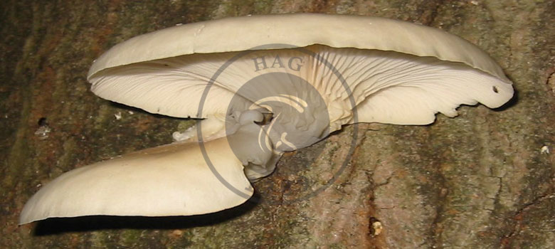 اهلی کردن قارچ صدفی Pleurotus spp, هاگ