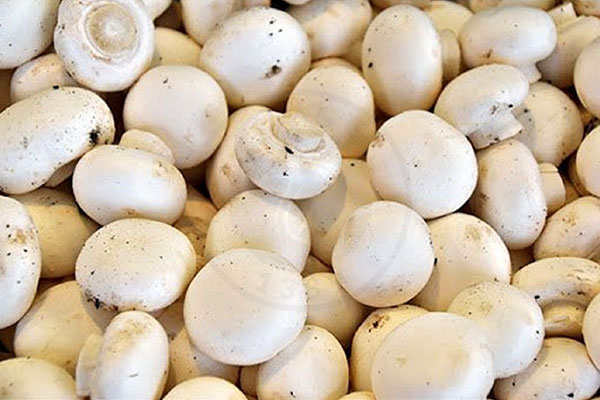 بحران صنعت قارچ خوراکی در کشور