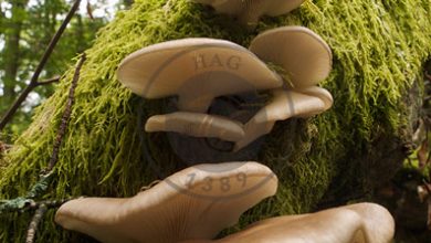 توانایی خارق‌العاده قارچ‌ها برای کنترل آب و هوا
