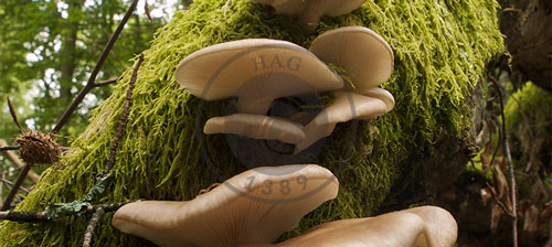 توانایی خارق‌العاده قارچ‌ها برای کنترل آب و هوا