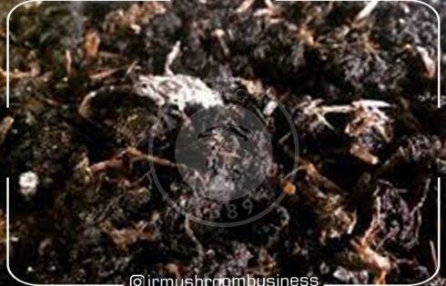 مراحل پرورش قارچ خوراکی از 0 تا 100برای تازه کارها, هاگ