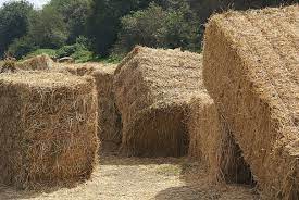 مراحل پرورش قارچ خوراکی از 0 تا 100برای تازه کارها, هاگ