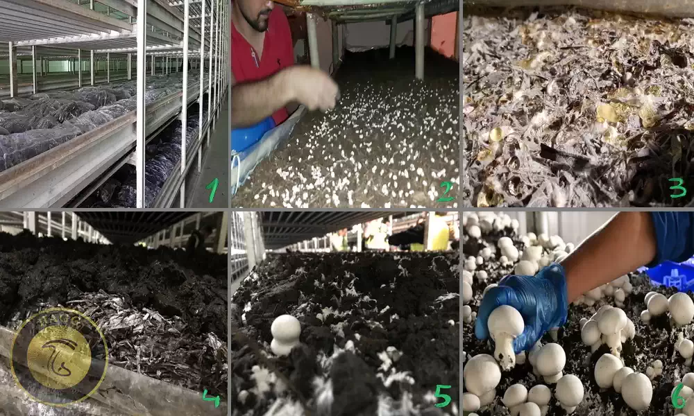 آموزش پرورش قارچ خوراکی دکمه ای