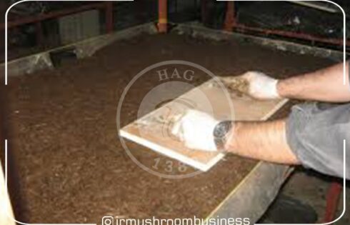 مراحل پرورش قارچ خوراکی از 0 تا 100برای تازه کارها, هاگ