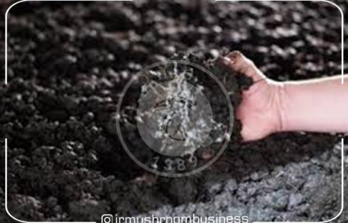 مراحل پرورش قارچ خوراکی از 0 تا 100برای تازه کارها, هاگ