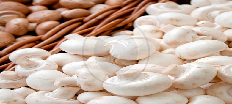 افزایش ماندگاری قارچ تکمهای, هاگ