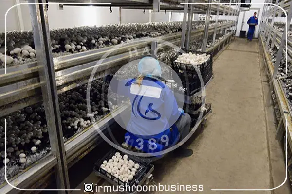 صندلی چرخدار قارچ چینی