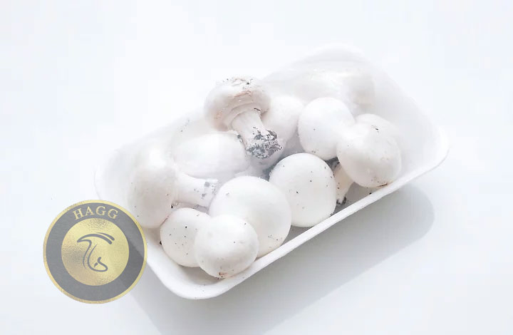نکات مهم در خرید قارچ برای نگهداری در یخچال