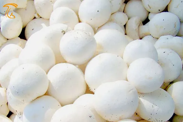 قارچ در طب اسلامی(الکماه)