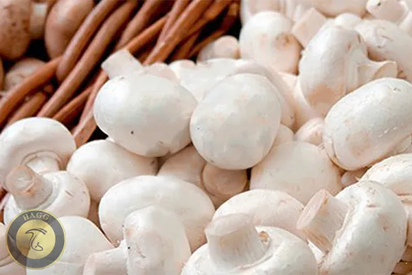 قارچ در طب اسلامی