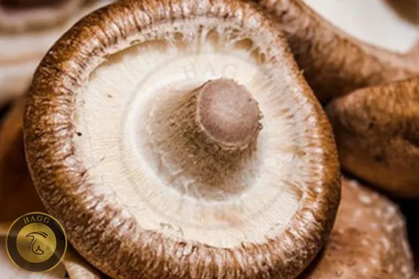 الکماه درمانی