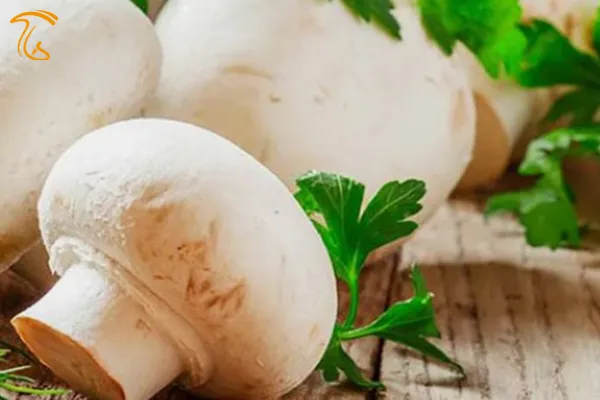 قارچ در طب اسلامی