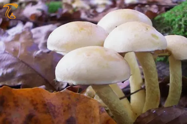 هشدار درباره قارچ های سمی