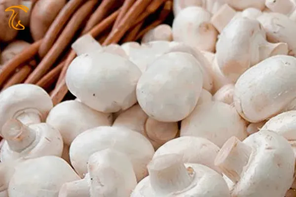 قارچ در طب اسلامی