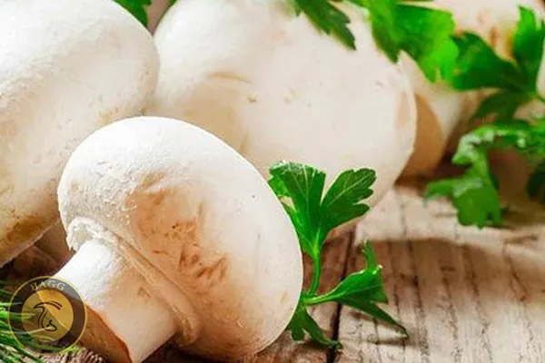 قارچ در طب اسلامی