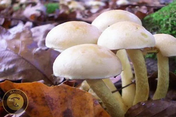 هشدار درباره قارچ های سمی