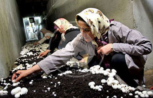 پرورش قارچ خوراکی در منزل, هاگ