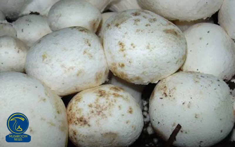 لکه های قهوه ای روی قارچ