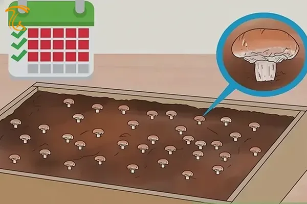 جدول زمان بندی رویش قارچ خوراکی هر دوره پرورش قارچ چند روز است