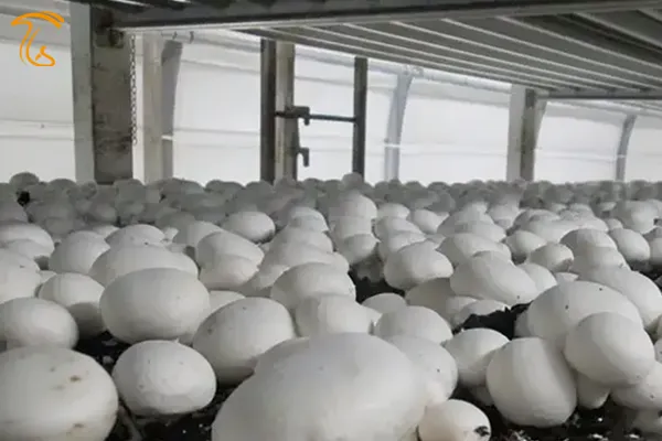 رشد سریع قارچ