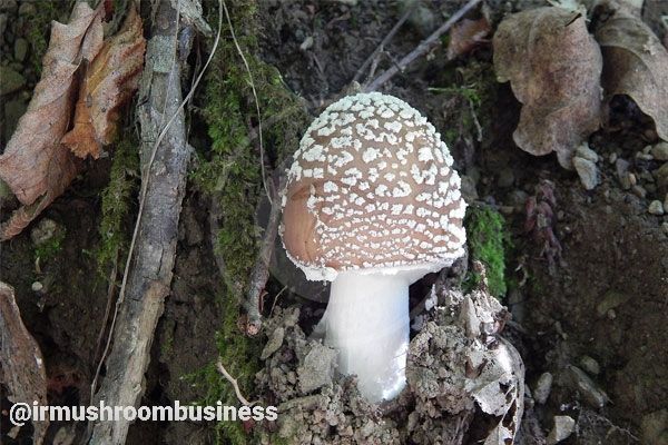 قارچ پلنگی ،Amanita pantherina, هاگ