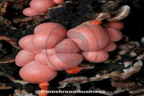 قارچ لیکوگولا ،Licogola epidenderum چیست؟, هاگ