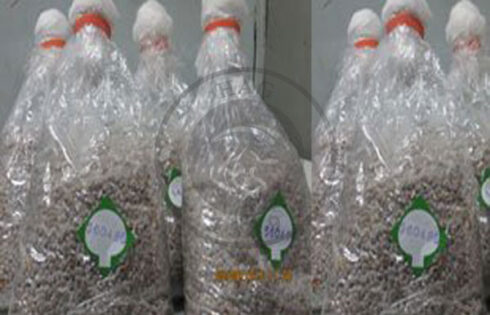 مراحل پرورش قارچ خوراکی از 0 تا 100برای تازه کارها, هاگ