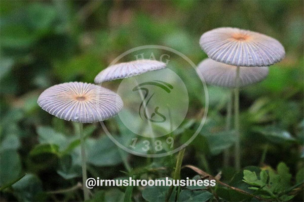 قارچ کپرینوس Coprinus plicatilis, هاگ