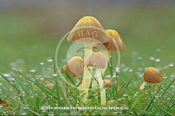 قارچ بولبیتیوس (Bolbitius vitellinus), هاگ