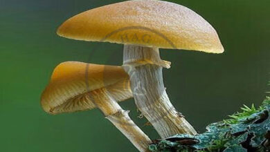 قارچ ها این موجودات پر رمز وراز که اسرار فراوانی در دل خود پنهان دارند
