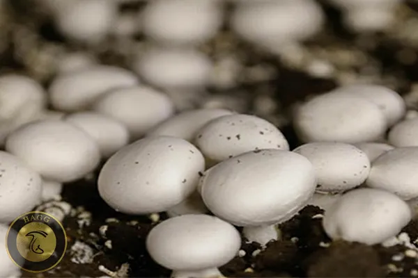 کارگاه پرورش قارچ چهارمحال و بختیاری