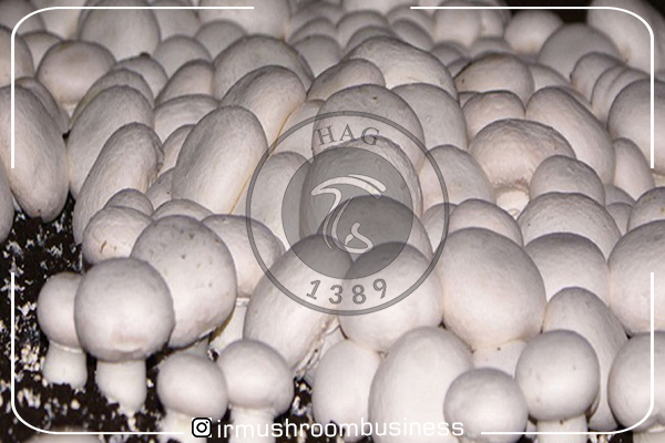 تولید سه هزارتن قارچ خوراکی در استان کرمانشاه سرخط خبرهای قارچ سال 1399