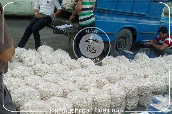 حال بازار خوب نیست!!!!, هاگ