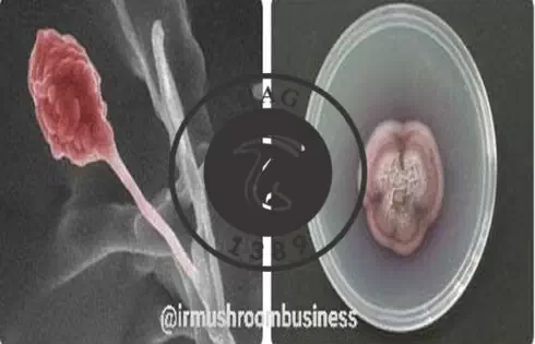 عکس مربوط به کشف و نام گذاری گونه ی جدید قارچ اندوفیت